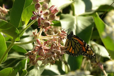 Monarch on Showy Milkweed