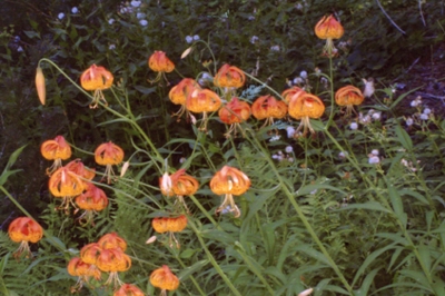 Lilium pardalinum - Leopard Lily