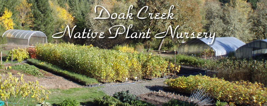 Doak Creek Native Plant Nursery, Eugene Oregon